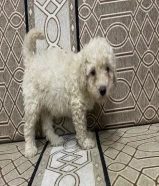 Poodle 2 months