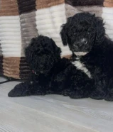 للبيع ذكرين ونثيه توي بودل