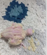 فروخ كروان للبيع