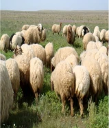 يوجد ذبايح وتمايم بارخص الاسعار