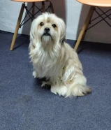 This puppy knows how to bathe and knows how to go to the bathroom when he needs to.