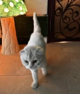 انقاذ قطة سكوتش فولد (تبني)