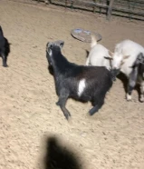 للبيع تيوس چيكيه