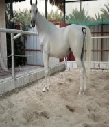 للبيع فرس مصريه بيور