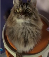 قطط ذكور للبيع فصيلة مكس سكوتش فولد