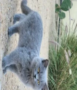 قطاوة سكوتش