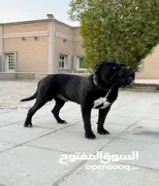 Cane Corso - كين كورسو