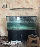 fish tank with ,fish all