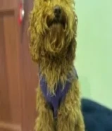 نثيه توي بودل للبيع