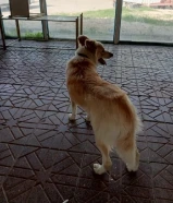 female border Collie dog