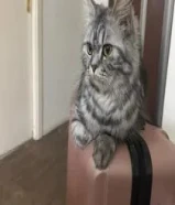 قطوة للتبني