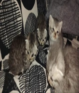 كيتن للبيع سكوتش فولد الاعمار شهر ونص سته خمس صفر ثلاث ثلاث اربع اربع تسع kitten Scottish