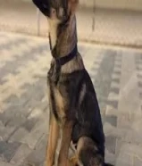 مطلوب جرو للتبني يصلح للحلال