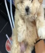 جلب مالتيز للبيع نثيه عمرها شهرين مطعمه مع جميع اغراضها ما تحتاج شي