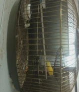 beautiful singing canary with 6 finches with 5 cages everyone healthy birds only 20 KD