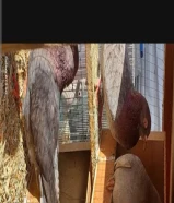 حمام لوت 100% ازواج يوجد تحت هون بيض