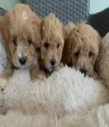 Tiny Toy Maltipoo Puppies