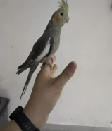 كروان للبيع