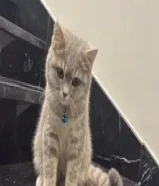 برتش شوت هير