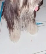 كلب يوركاشير مع بوكه للبيع بصباح الاحمد