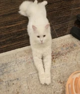 قط ذكر طالب تزاوج نوعه سكوتش لونج هير