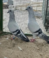 المنطقه السالميه كيلو 5