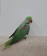 بيعه سريعه