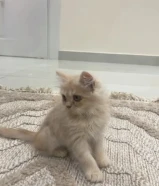 للبيع قطو شيرازي