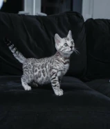 Bengal kittens