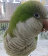 بغبغاء كويكر ربوه يعلب و مايخف و مايعض و اذا تصفقله يقوم يرقص