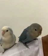 للبيع طيور لوفبيرد 3 حبات ربوه