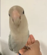 للبيع روز ربوه لون حلو تناديه يجيك العمر شهرين ونص او ثلاث اشهر ذكر شرط مايعض