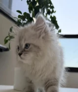 قطط للبيع العمر شهرين ونص او اقل