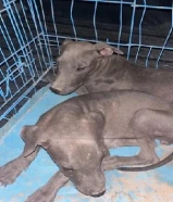 لبيع جلاب بيتبول نثيه وفحل العمر بين شهرين ل ثلاث