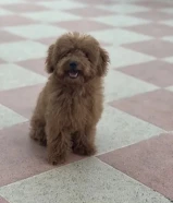 للبيع بودل نثيه عمرها 3 شهور ونص متعلمه توصخ على الباد ومطعمه ومعاها دفتر التطعيمات