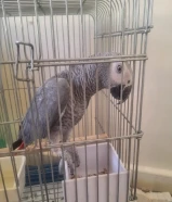 للبيع كاسكو محجل هولندي