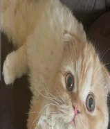 قطه شقراء للبيع بسعر معقول مرحه ولطيفه