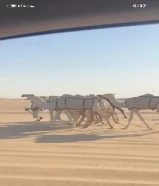 للبيع ابل مزاين 5 بكار وضح