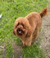 البيع توي بودل ذكر تي كب 3 سنوات