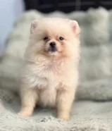 Quality bear type Pomeranian puppy