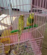 with cage only 7 kd with