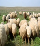 يوجد ذبايح وتمايم بارخص الاسعار