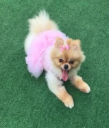 مفقود كلب صغير في مبارك الكبير