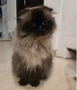 قطط للتبني ( كلهم عمرهم أصغر من سنة )