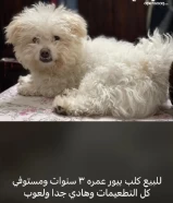 للبيع مالتيز