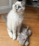 Cute kittens for free adoption . I have RagdolI Kittens who are urgently looking for new homes