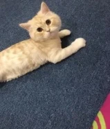 قطط للبيع الي يحب