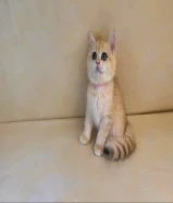 للبيع كيتن نثية بريتش قولد