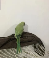 طير للبيع‏ سلام عليكم