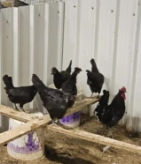 دجاج عربي صنف